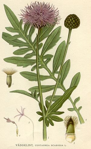 Archivo:Centaurea scabiosa
