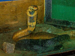 Archivo:Cobra au Musée vivant