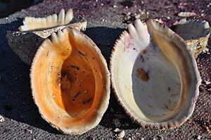 Archivo:Concholepas concholepas (shell) 02
