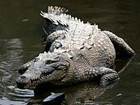 Archivo:Crocodylus acutus mexico 02-edit1