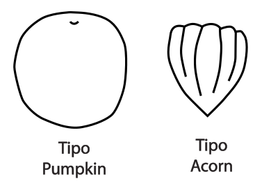 Cucurbita pepo cultivar groups shapes pumpkin acorn