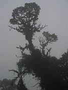 DirkvdM cloudforest