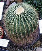 Echinocactus visnaga 1 - Buffalo Botanical Gardens