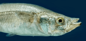 Archivo:El pescado blanco (cropped)