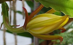 Archivo:Epiphyllum-laui-opening