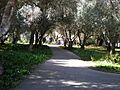 Filoli path 1