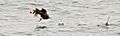 Fratercula arctica -Farne Islands, Northumberland, England -taking off-8