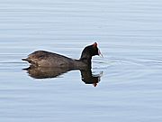 Archivo:Fulica cristata