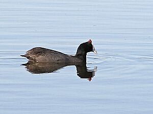 Archivo:Fulica cristata