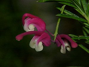 Archivo:Grevillea rosmarinifolia1
