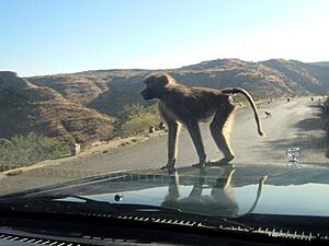 Archivo:Hamadryas Baboon (8352531742)