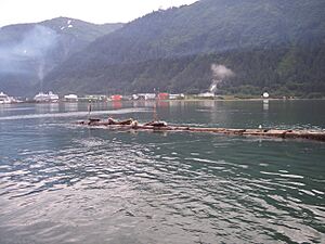 Archivo:Harbor seals on Douglas breakwater