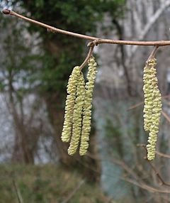 Hazel Catkins.jpg