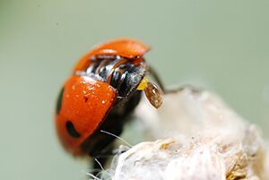 Archivo:Hippodamia undecimnotata (5012639224)