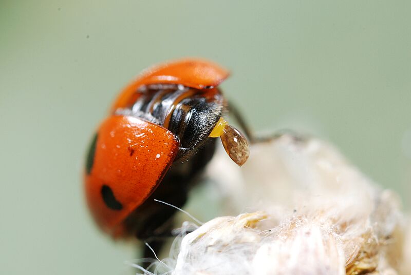 Hippodamia undecimnotata (5012639224)