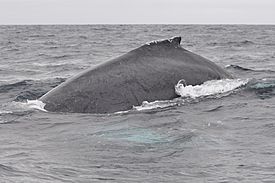 Archivo:Humpback whale Ecuador