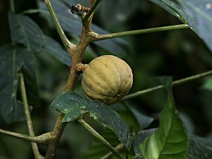 Reserva nacional de vida silvestre Amazónica Manuripi-Heath para Niños