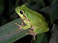 Hyla arborea01