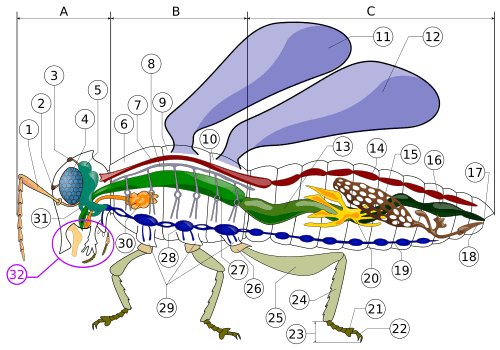 Archivo:Insect anatomy diagram