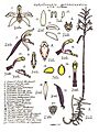 LR003 72dpi Aphyllorchis queenslandica
