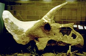 Archivo:Laramie-skull