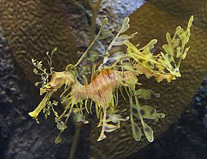 Archivo:Leafy Seadragon