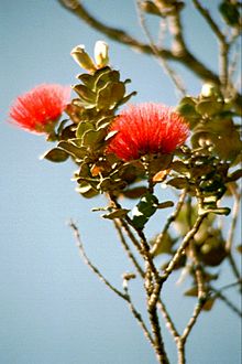 Archivo:Lehua blossoms hawaii 01