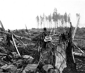 Archivo:Lituya Bay damage detail