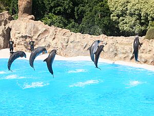 Archivo:LoroParque DolphinShow