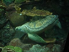 Nick (Sea Turtle)
