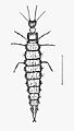 OsmylusLarva