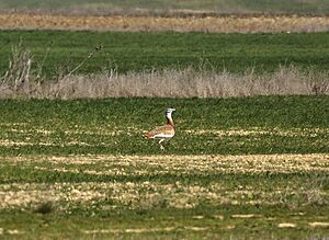 Otis tarda, Zamora, Spain.jpg