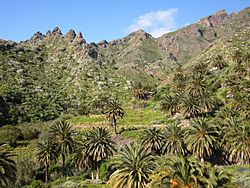 Archivo:Palmeral en la Viña Vieja (San Andrés, Tenerife)
