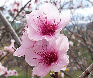 Archivo:Peach flowers