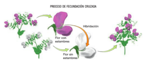Archivo:Planteamiento experimental de Mendel