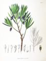 Podocarpus macrophyllus SZ134