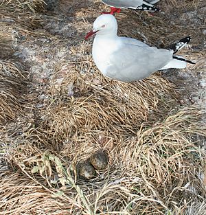 Archivo:Red-Billed Gull-Nueva Zelanda2