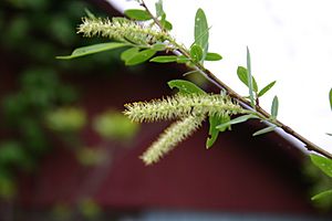 Archivo:Salix nigra catkins 8001