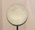 Saltasaurus loricatus egg