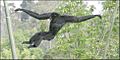 Siamang in midair 2003 CALVIN