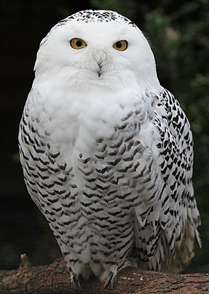 Archivo:Snowy Owl - Schnee-Eule