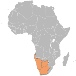 Distribución de la gacela saltarina de El Cabo