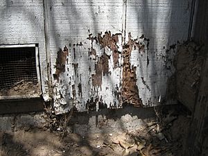 Archivo:Termite damage