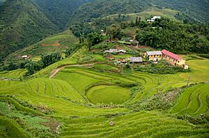 Archivo:Terraced fields Sa Pa 4