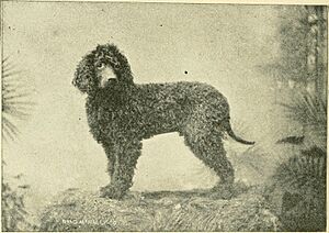 Archivo:The American book of the dog. The origin, development, special characteristics, utility, breeding, training, points of judging, diseases, and kennel management of all breeds of dogs (1891) (18118854991)