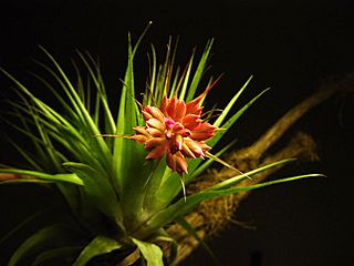 Tillandsia geminiflora 3.jpg