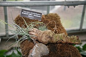 Archivo:Tillandsia karwinskyana (3068927015)