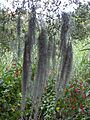Tillandsia usneoides03