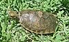 Trachemys venusta.jpg