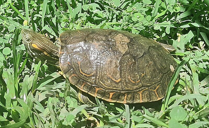 Trachemys venusta